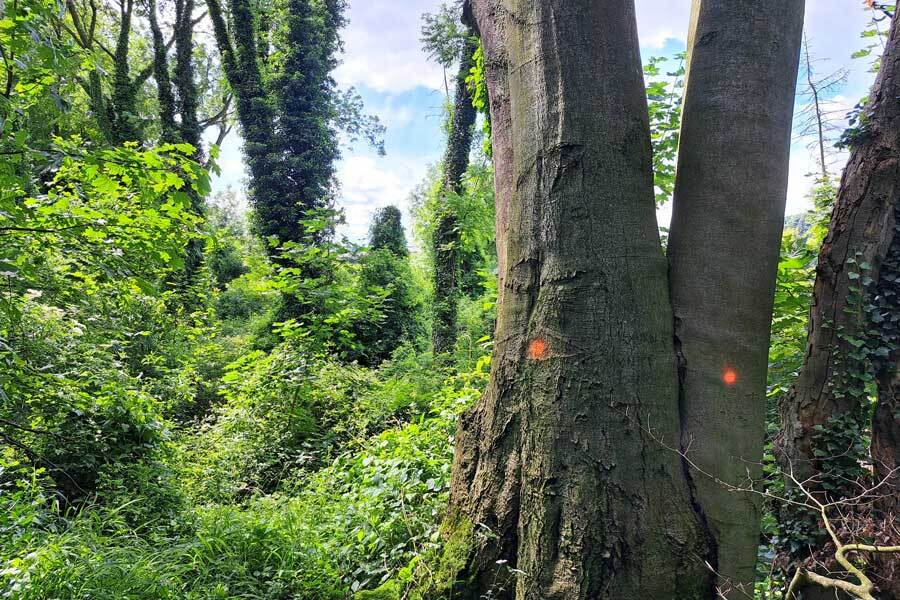 Werkzaamheden-bossen-aflevering-1