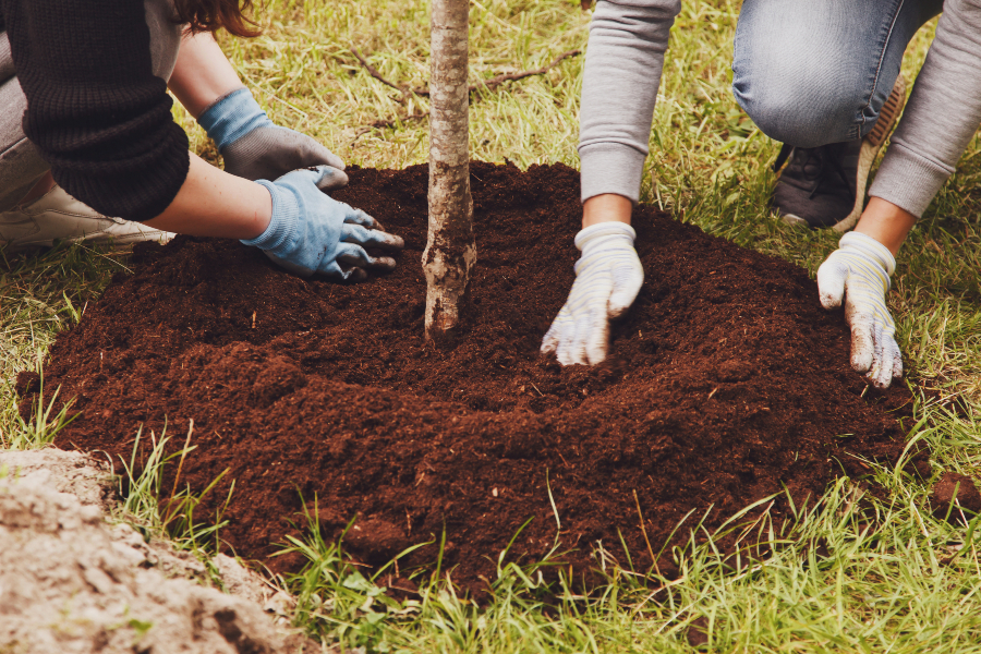 Foto van boompje planten