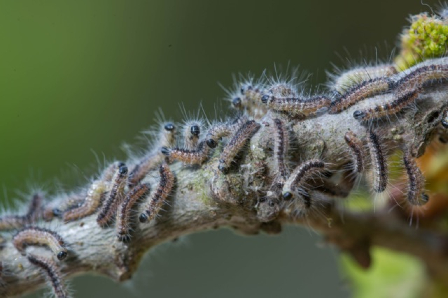 afbeelding eikenprocessierups 