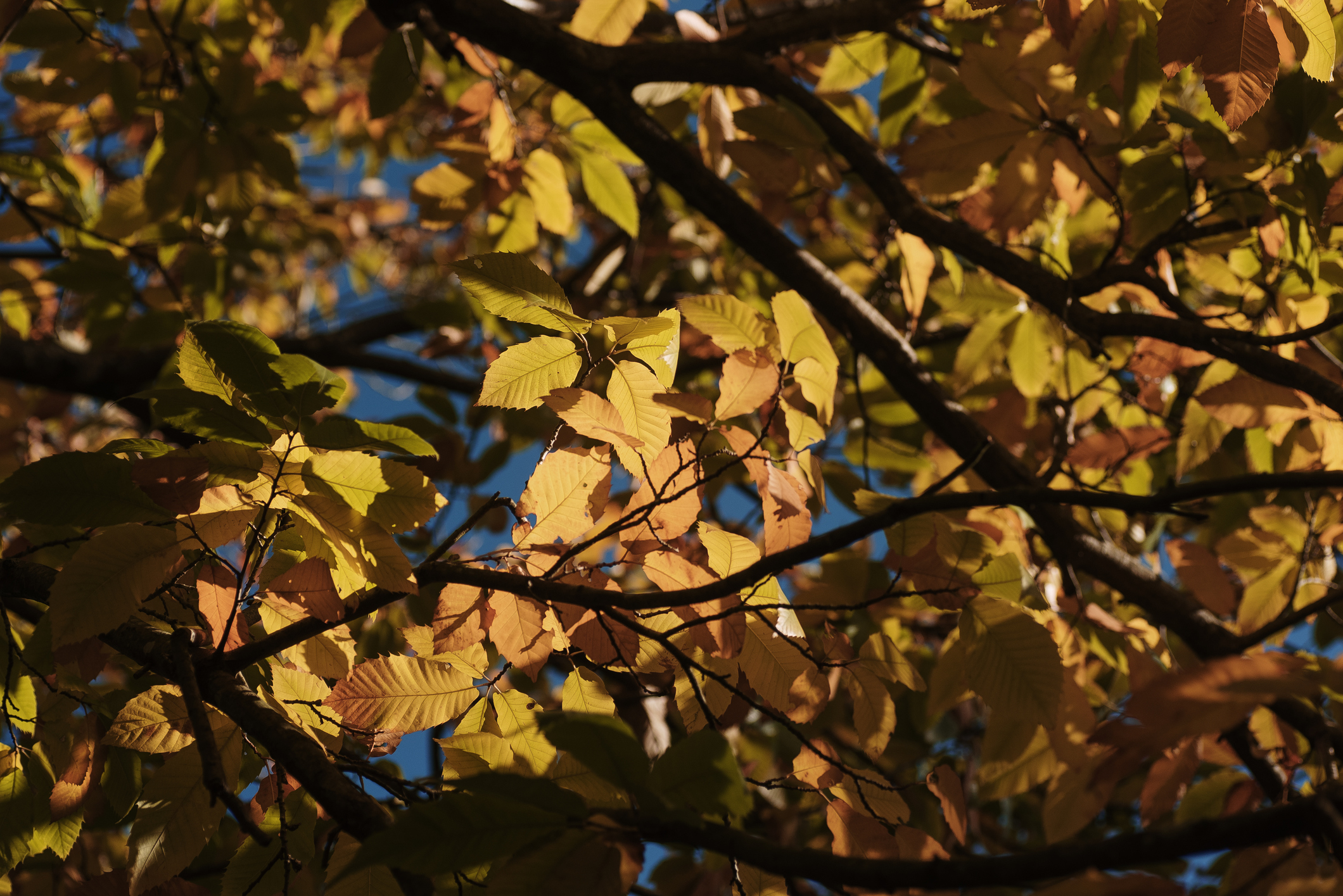 Foto van een kastjeboom in de herfst