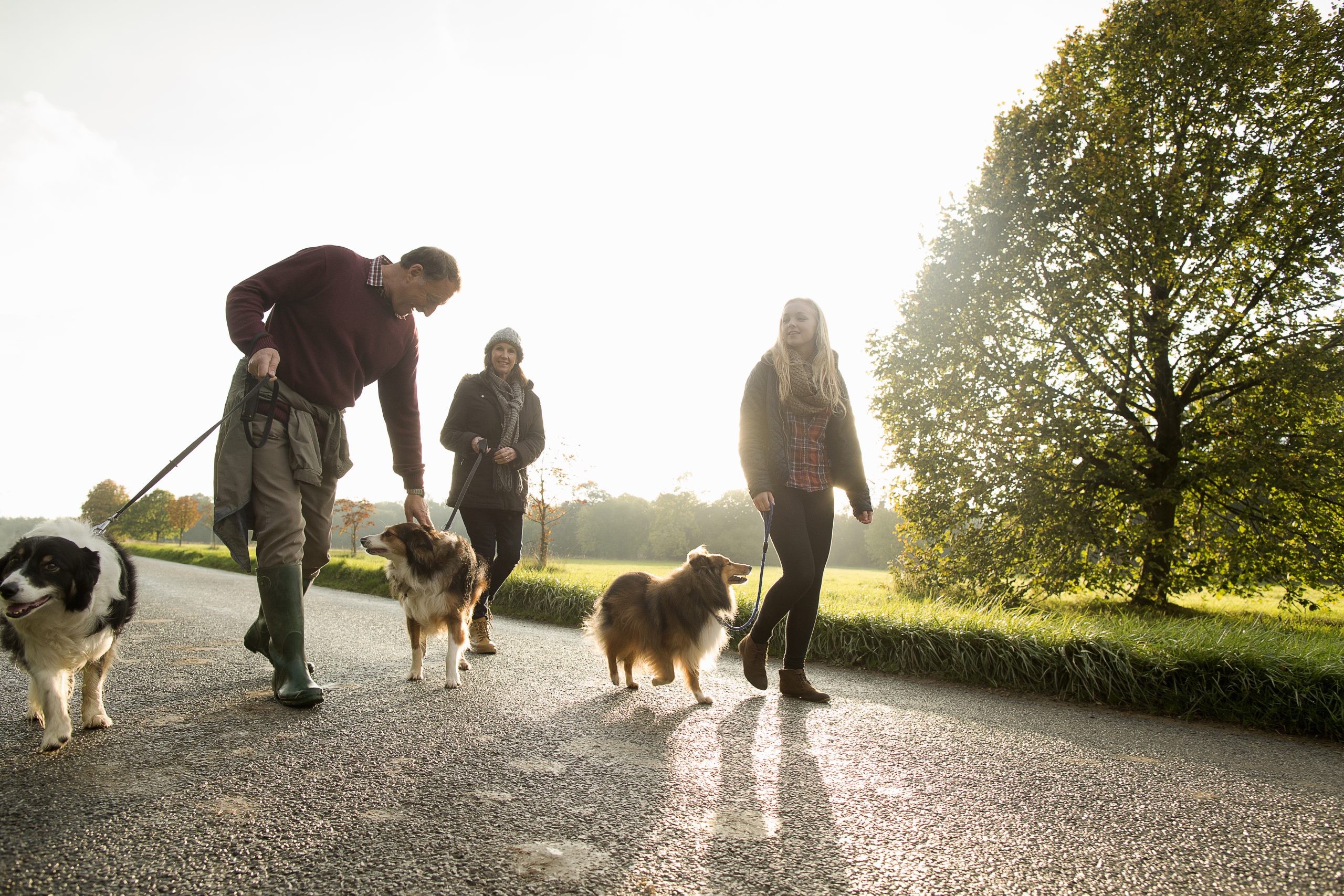Foto van wandelende honden in een bos