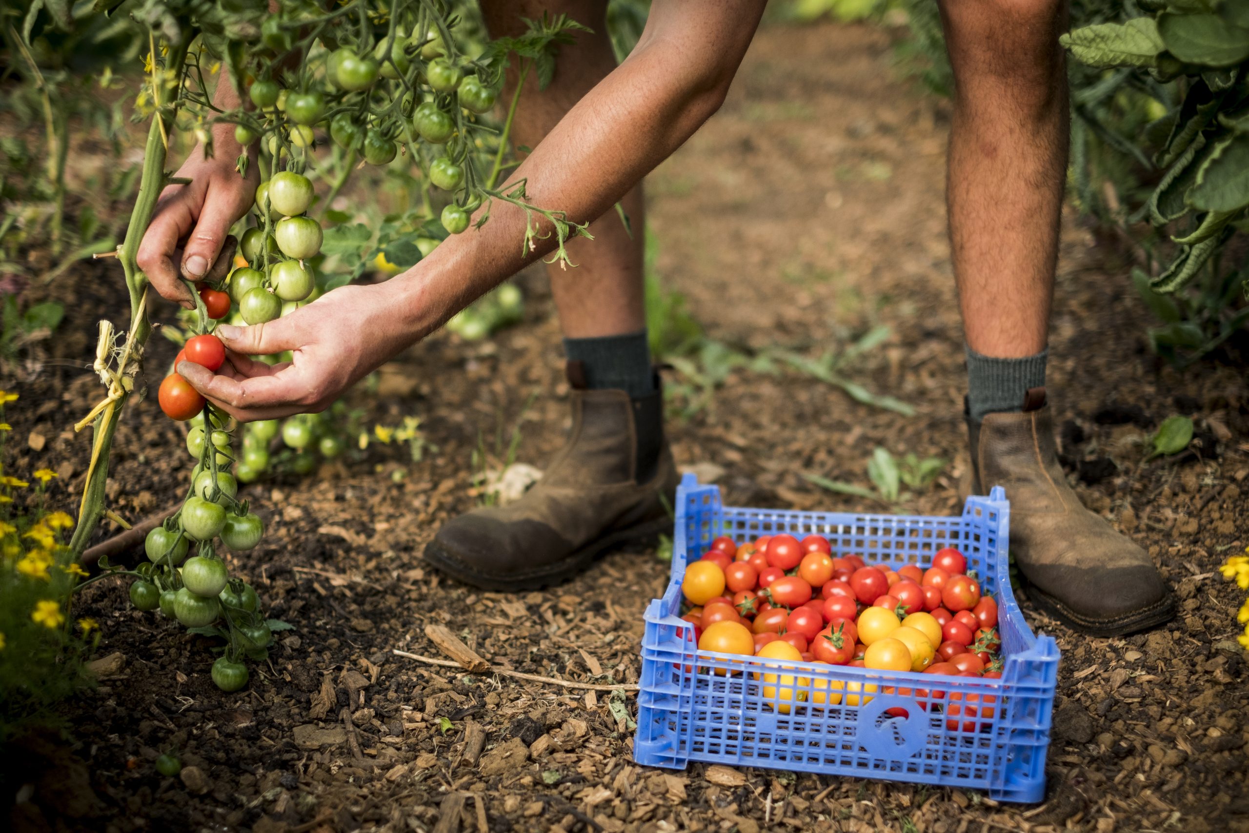 detailfoto van iemand die tomaten plukt