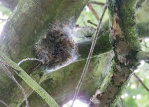 Afbeelding nestvorming 1 12 juni 2025