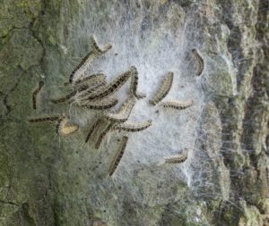 Afbeelding nestvorming 2 12 juni 2025