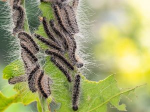 eiken-processie-rups-verveld-naar-fase-3